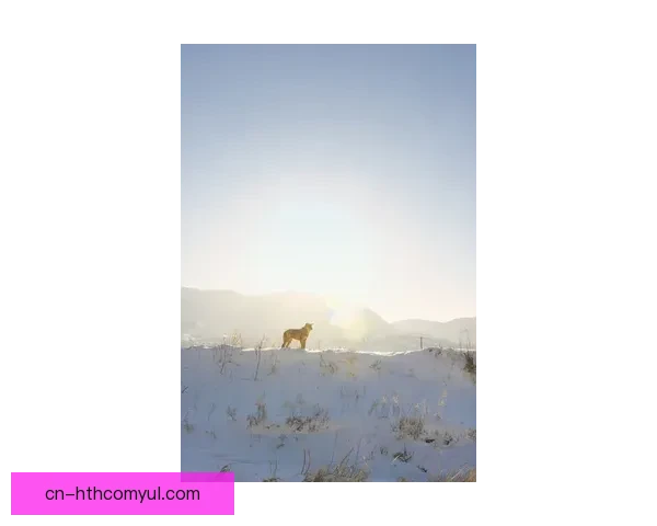 冬奥景中国第一却失金韩国逼近